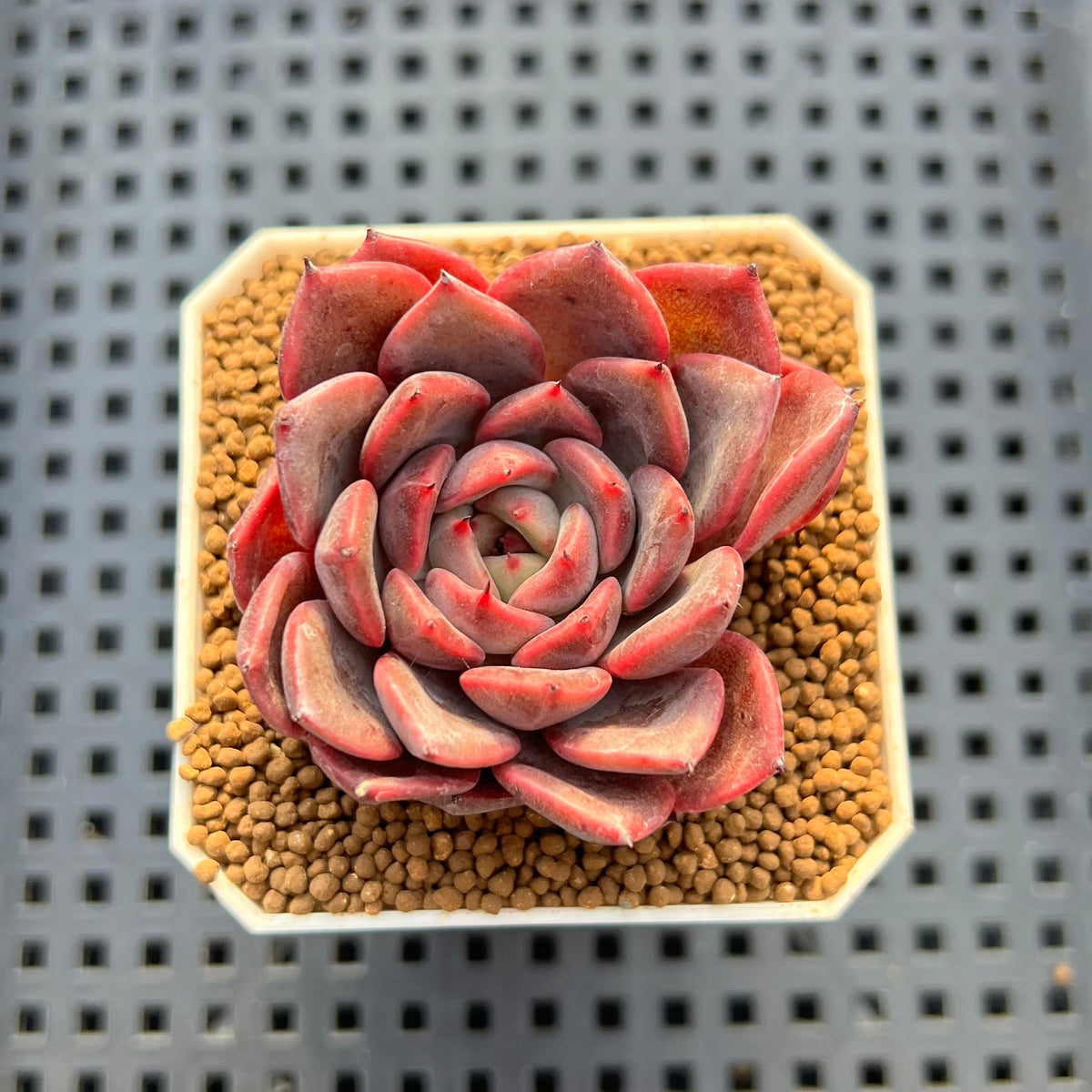 Echeveria Hybrid sp. 1"-2" Hand-Selected Clone (From Brotherly Farm) Succulent Plant Cutting