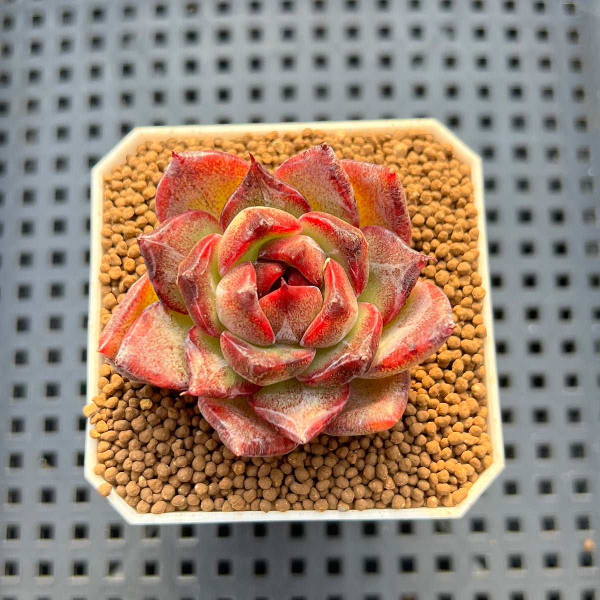Echeveria Hybrid sp. 1"-2" Hand-Selected Clone (From Brotherly Farm) Succulent Plant Cutting