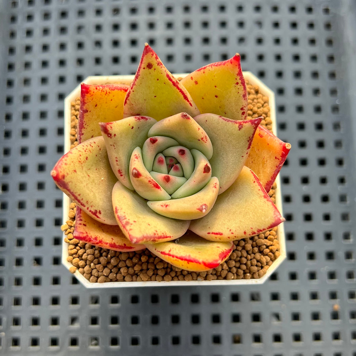 Echeveria Hybrid sp. 1"-2" Hand-Selected Clone (From Brotherly Farm) Succulent Plant Cutting