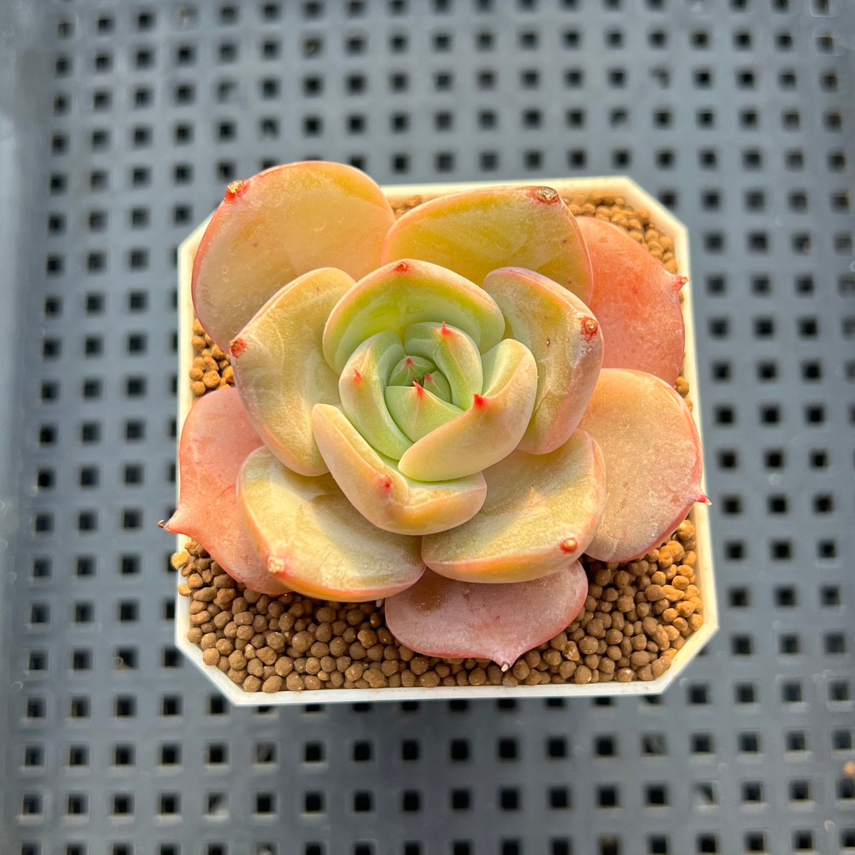 Echeveria Hybrid sp. 1"-2" Hand-Selected Clone (From Brotherly Farm) Succulent Plant Cutting