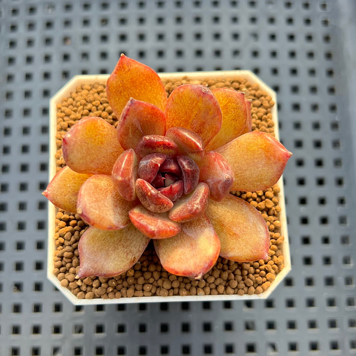 Echeveria Hybrid sp. 1"-2" Hand-Selected Clone (From Brotherly Farm) Succulent Plant Cutting