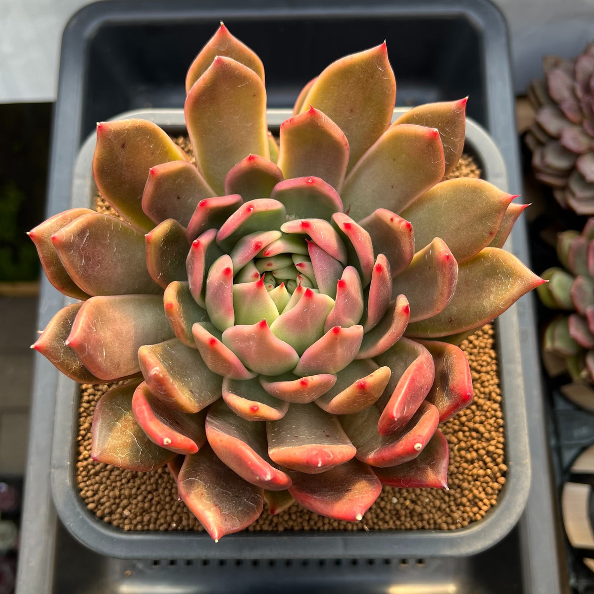Echeveria Hybrid sp. 5"-6" Large Hand-Selected Clone (From Flower Village) Succulent Plant Cutting