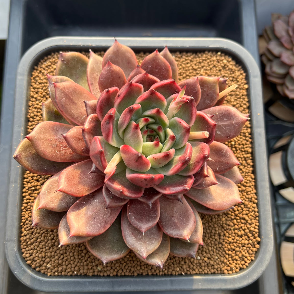 Echeveria Hybrid sp. 5"-6" Large Hand-Selected Clone (From Flower Village) Succulent Plant Cutting