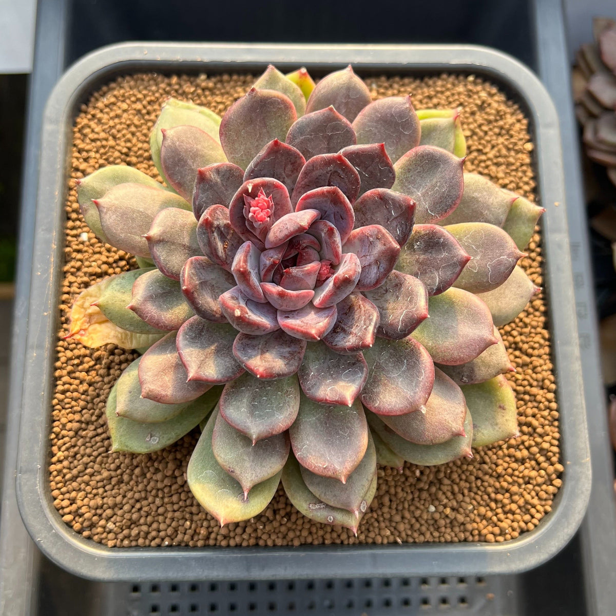 Echeveria Hybrid sp. 5"-6" Large Hand-Selected Clone (From Flower Village) Succulent Plant Cutting