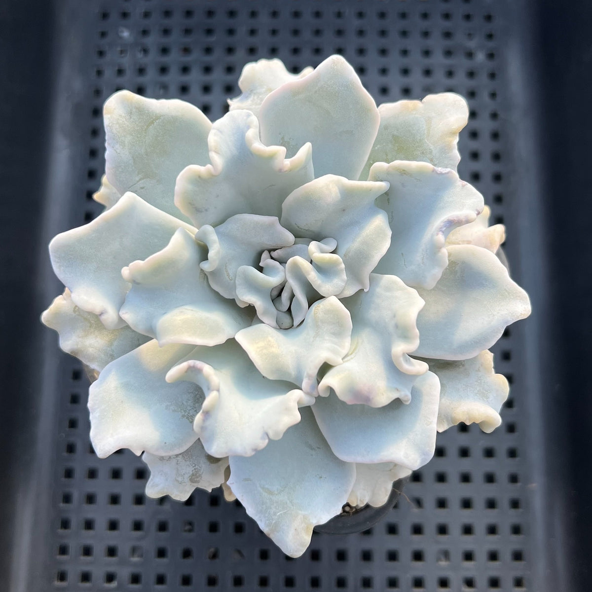 Echeveria Lilacina 'Crispate Beauty' 4" Succulent Plant