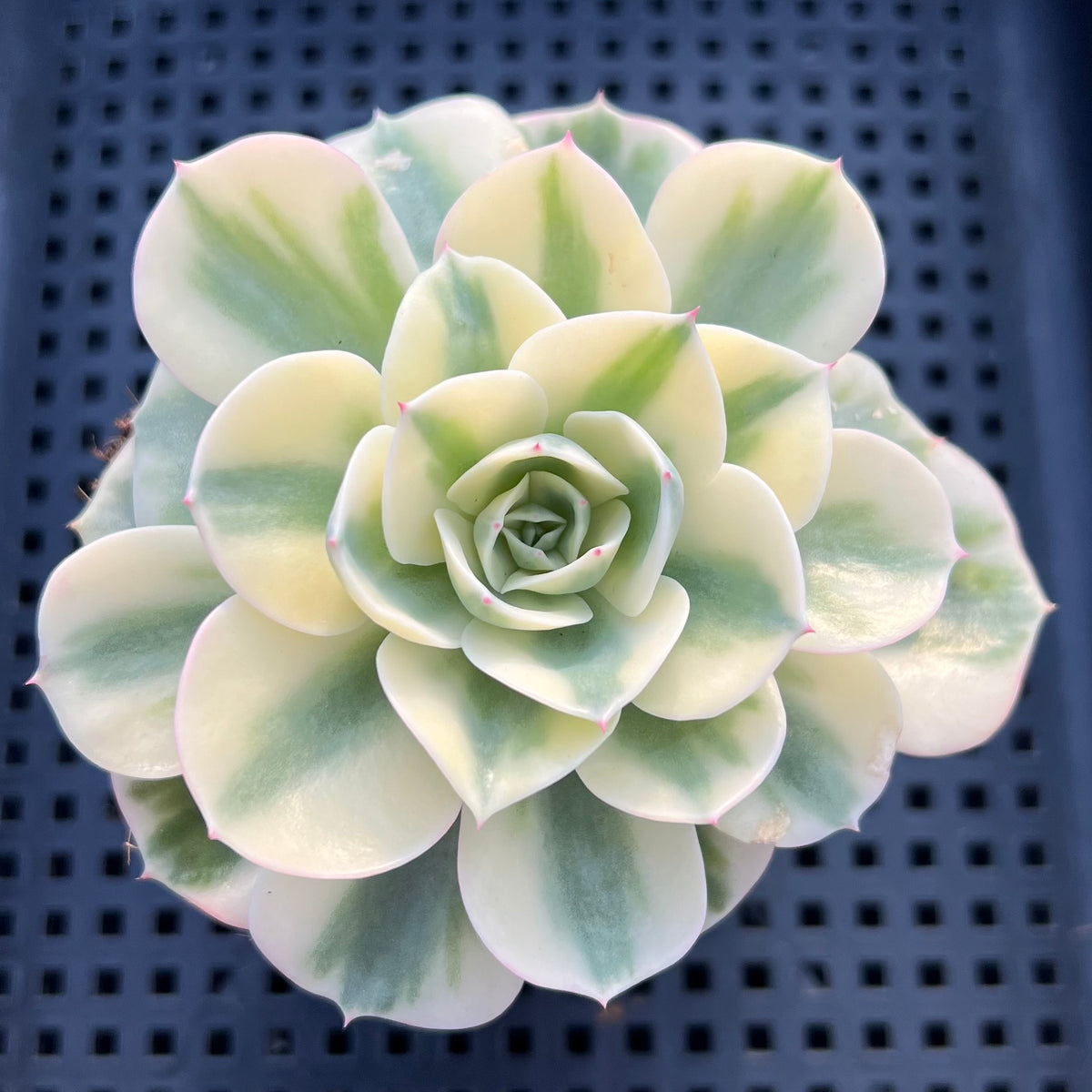 Echeveria 'Compton Carousel' Variegated 3" Succulent Plant
