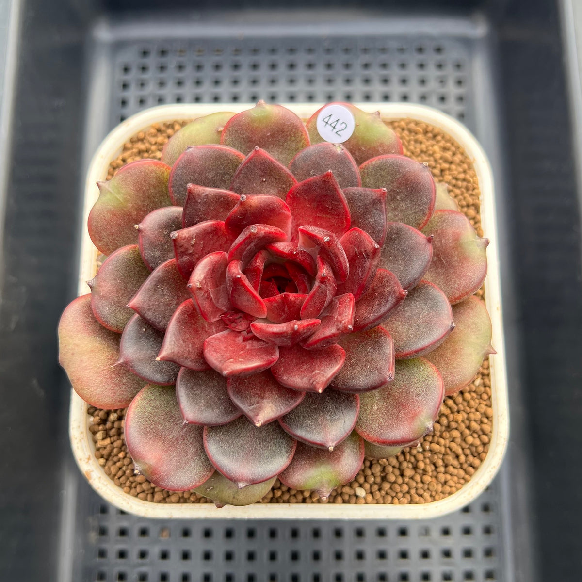 Echeveria 'Red Chocolate' 3"-4" Succulent Plant Cutting