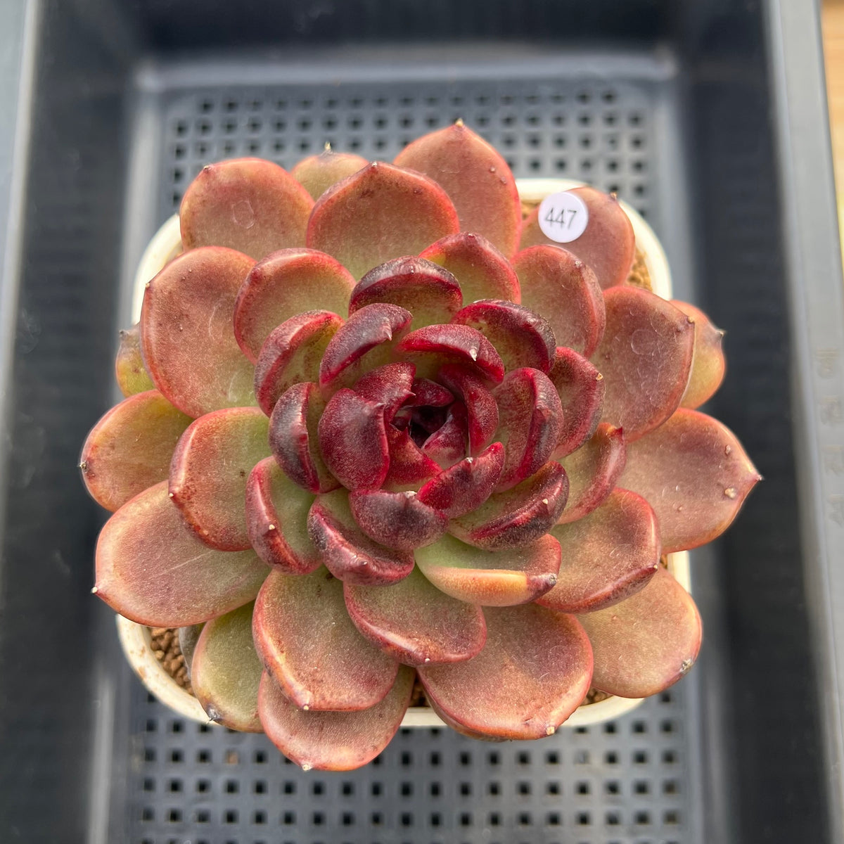 Echeveria 'Eclipse' Type B 4" Succulent Plant Cutting