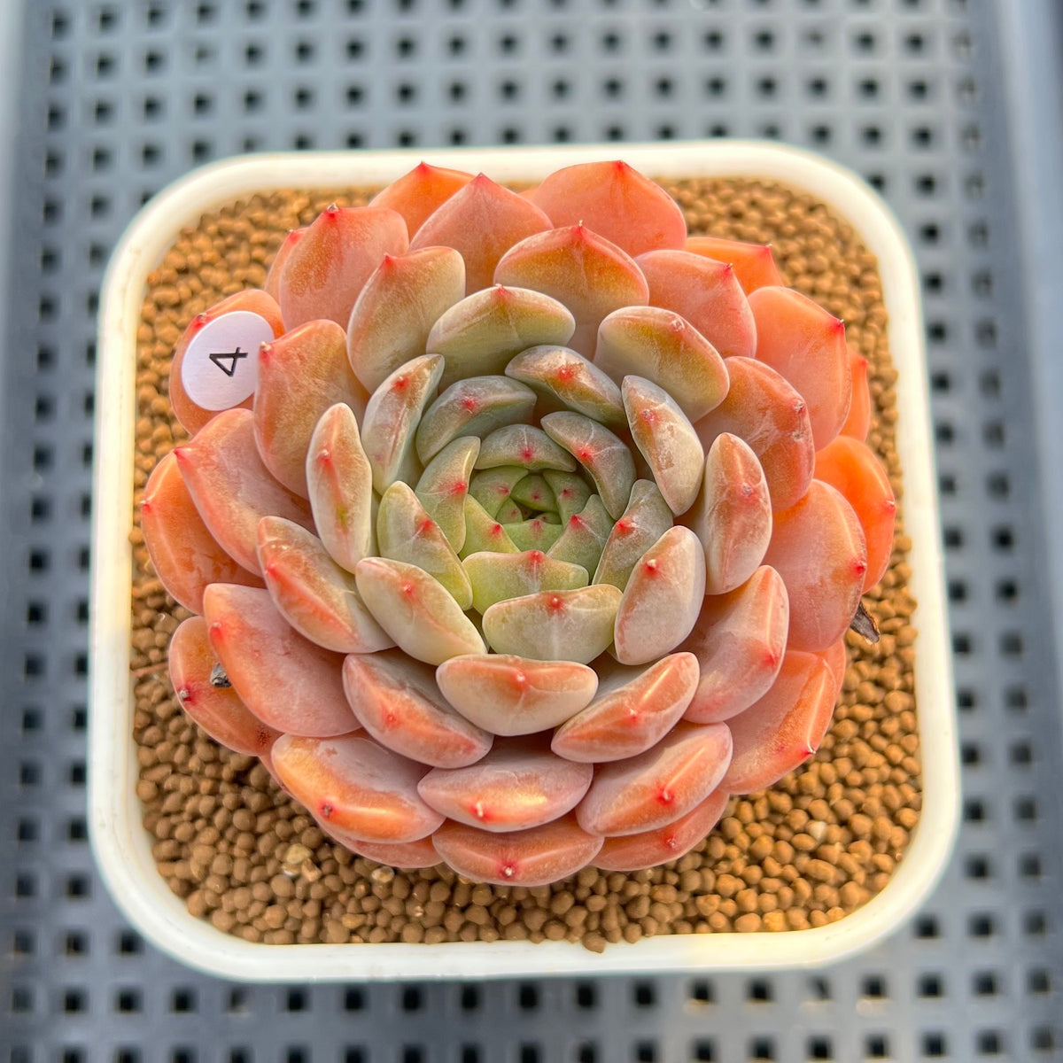 Echeveria 'Haeon' 2" Succulent Plant Cutting