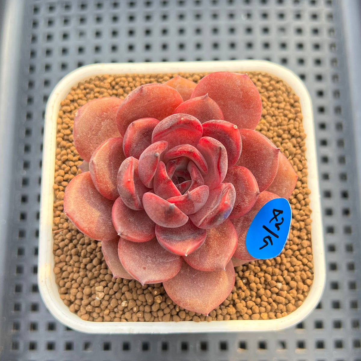 Echeveria 'Hongjo' ('Black Rose' x Laui Hybrid) 2" Flower Village Hybrid Succulent Plant Cutting