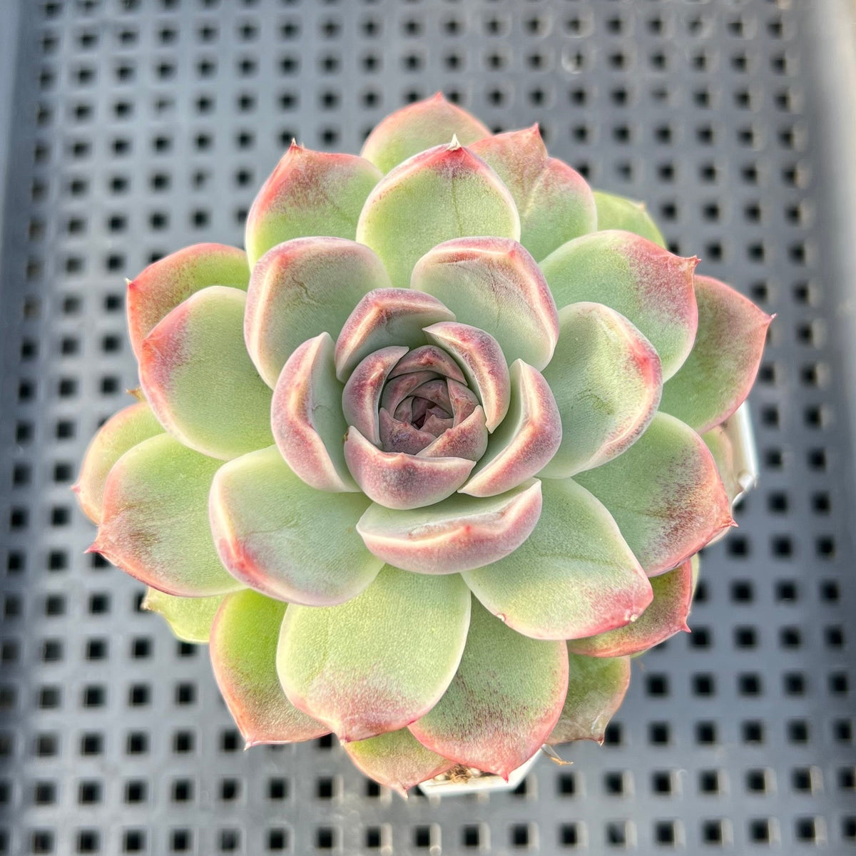 Echeveria 'Jade Bead' 3" Succulent Plant