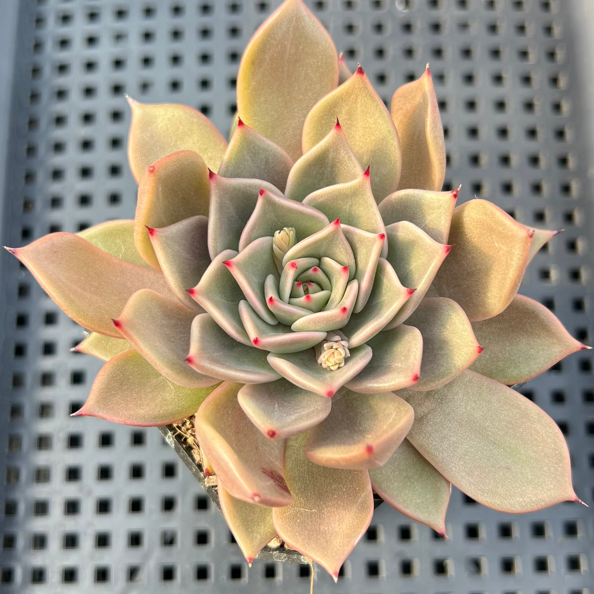 Echeveria sp. 2" Succulent Plant
