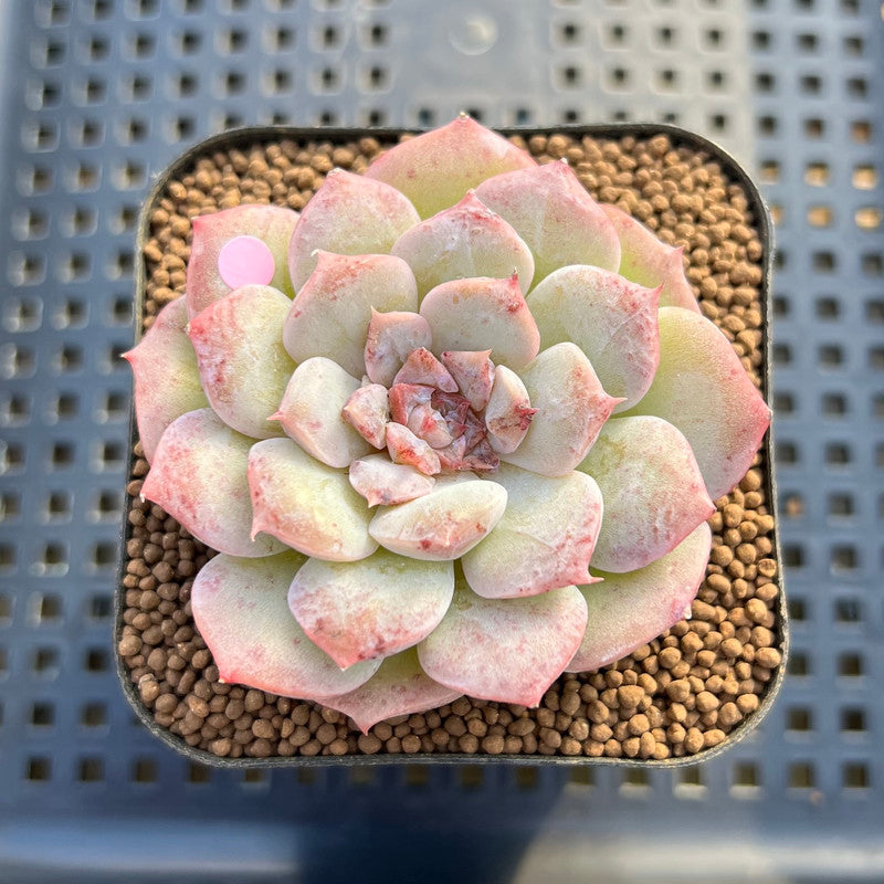 mutated succulent Echeveria 'Rose Blossom' Mutated 2"-3" Succulent Plant Cutting