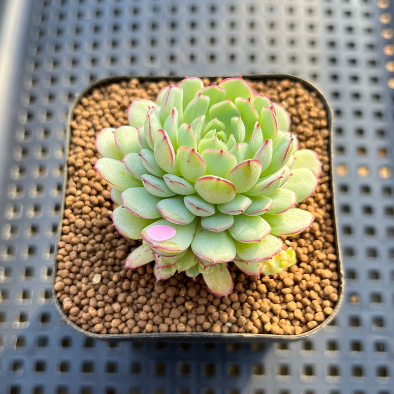 globulosa succulent Echeveria 'Ravi Rose' ('Globulosa' Hybrid) 2" New Hybrid Succulent Plant  Cutting