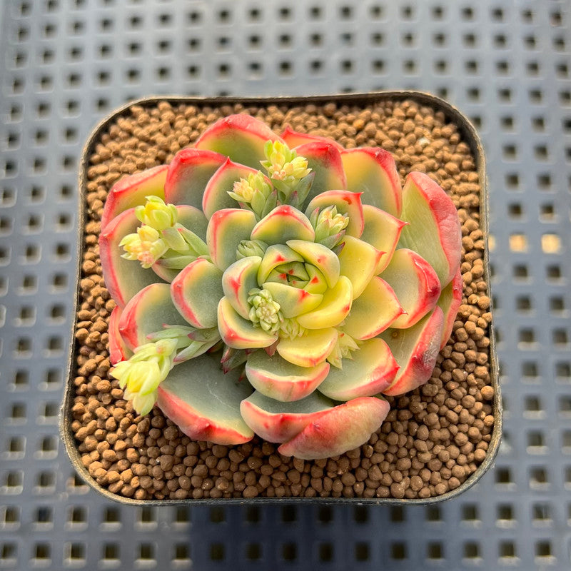 castle succulent Echeveria 'Gold Castle' Variegated 2" Succulent Plant Cutting