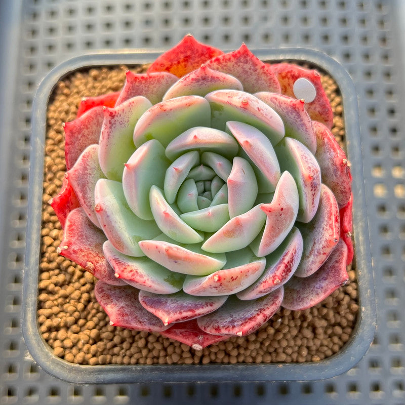 succulent secrets Echeveria 'Secret' 2" Succulent Plant Cutting