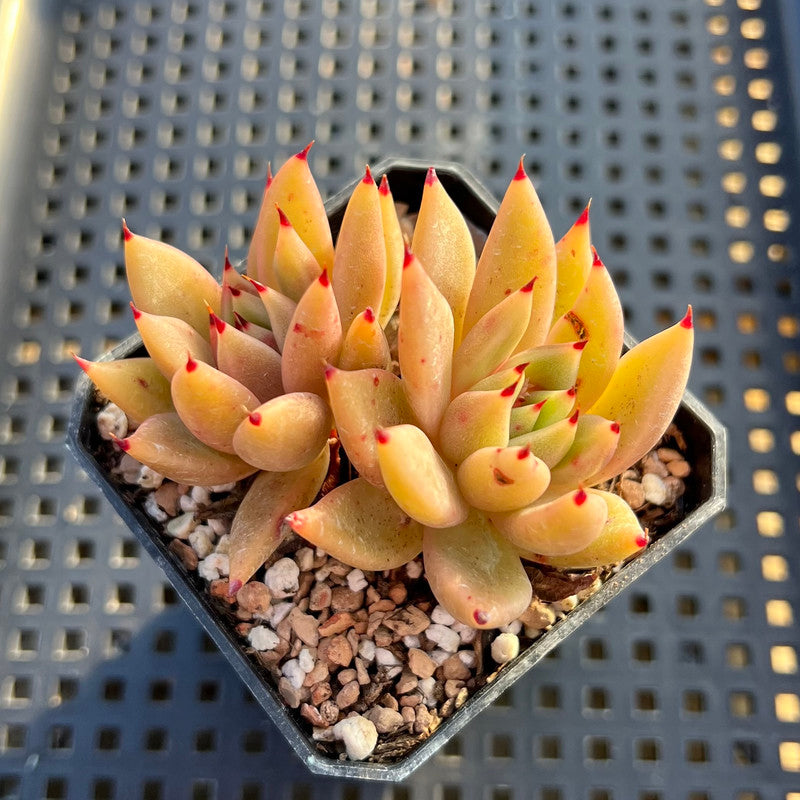 orange star succulent Echeveria Agavoides 'Star of Seoul' 2" Cluster Succulent Plant – True Succulents  Plant Co