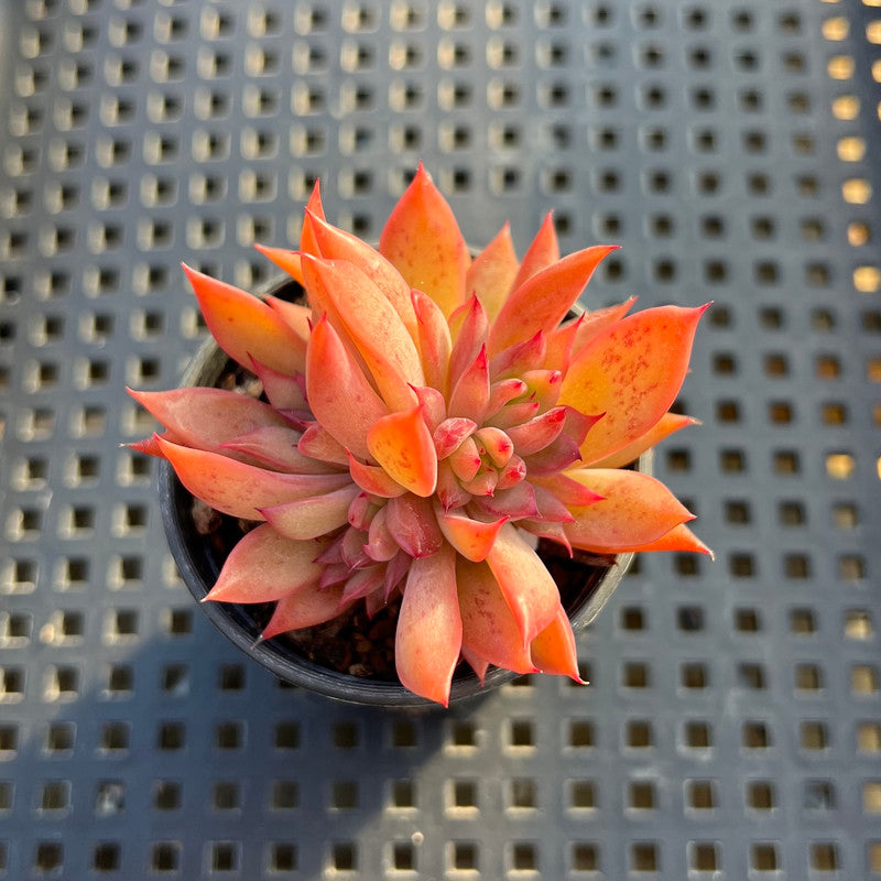 red flame succulent Echeveria 'Flame' 2" Hwaga Original Hybrid Succulent Plant