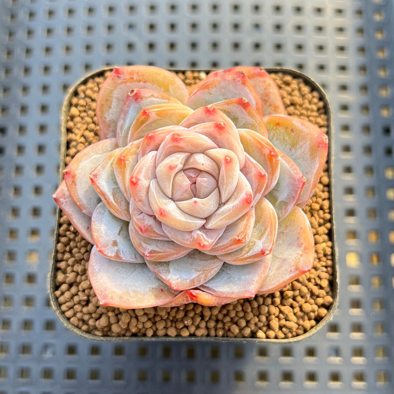 Echeveria 'Pink Barbie' Jelly Type (핑크바비) 2