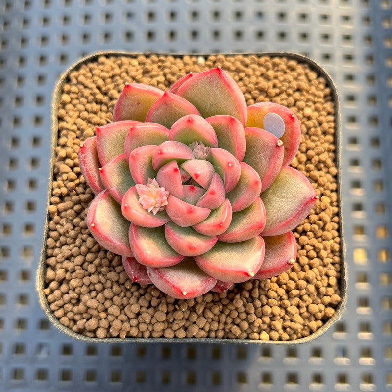 new succulent Echeveria 'Red Fresh' 2" New Hybrid Succulent Plant Cutting