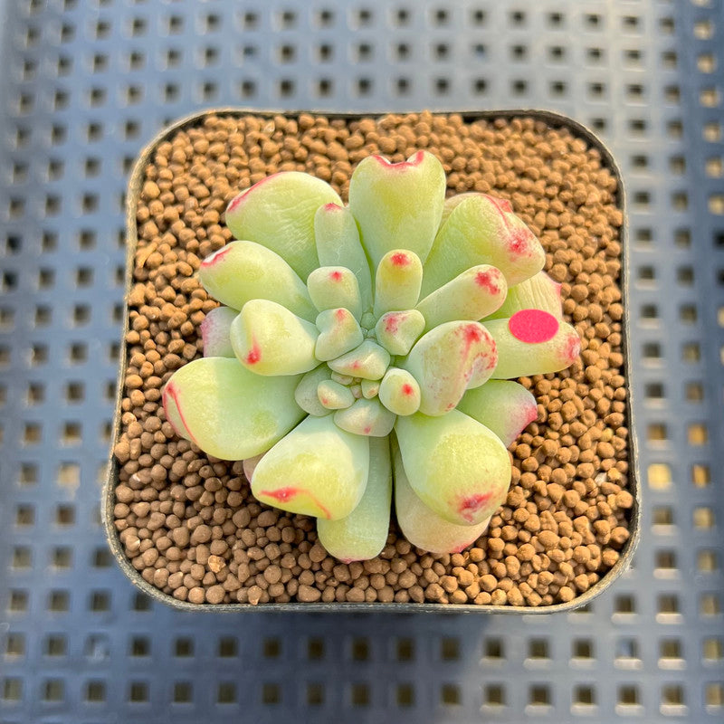 Echeveria 'Heart Ball' 2