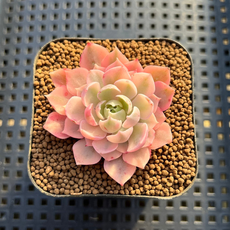 desert rose echeveria succulent Echeveria 'Desert Rose' Variegated 1" Succulent Plant Cutting
