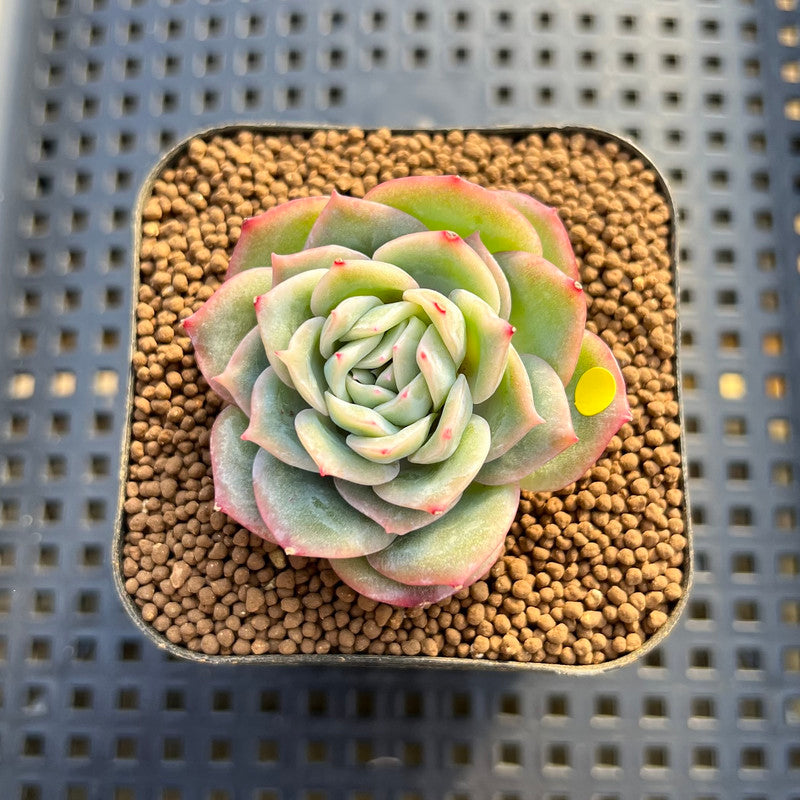lovely rose succulent Echeveria 'Green Rose' (Lovely Rose Hybrid) 1"-2" Succulent Plant Cutting