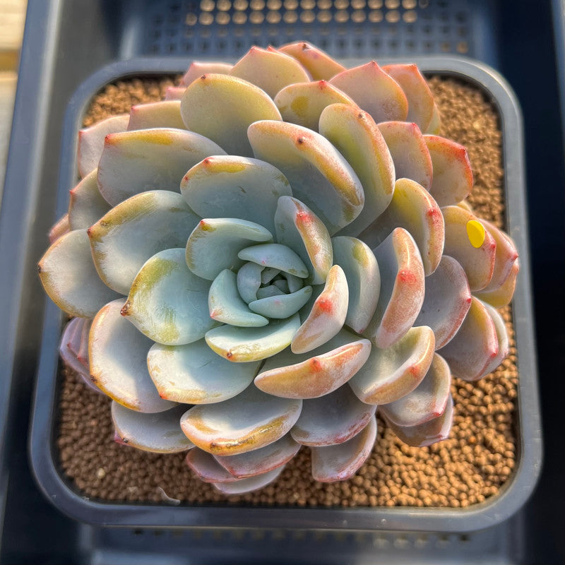 specimen succulents Echeveria 'Icy Purple' Extra Large Specimen 5" Succulent Plant Cutting