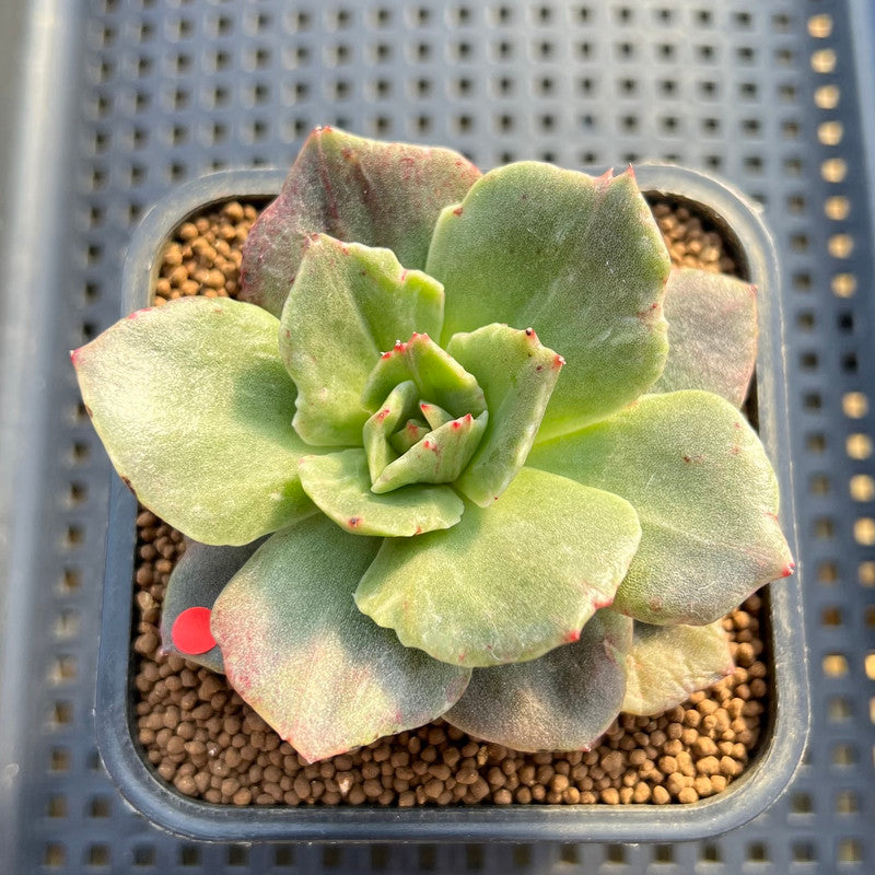 succulent mutation Echeveria 'Hermione' Mutated/Variegated 2"-3" Succulent Plant Cutting
