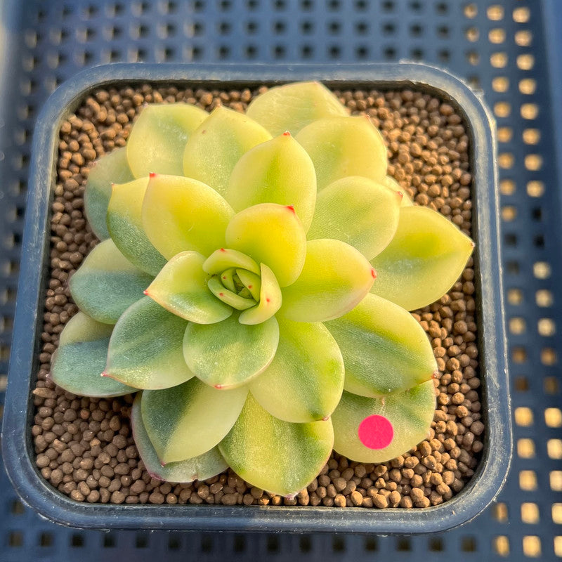 gilva succulent Echeveria Agavoides 'Gilva' Variegated 2"-3" Succulent Plant Cutting