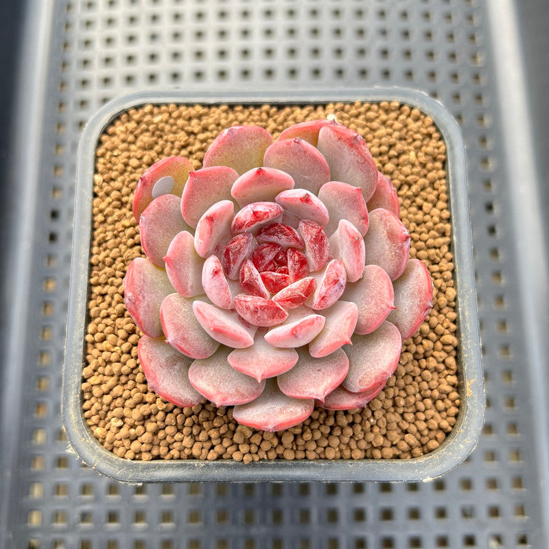 cherry blossom succulent Echeveria 'Cherry Blossom' 2
