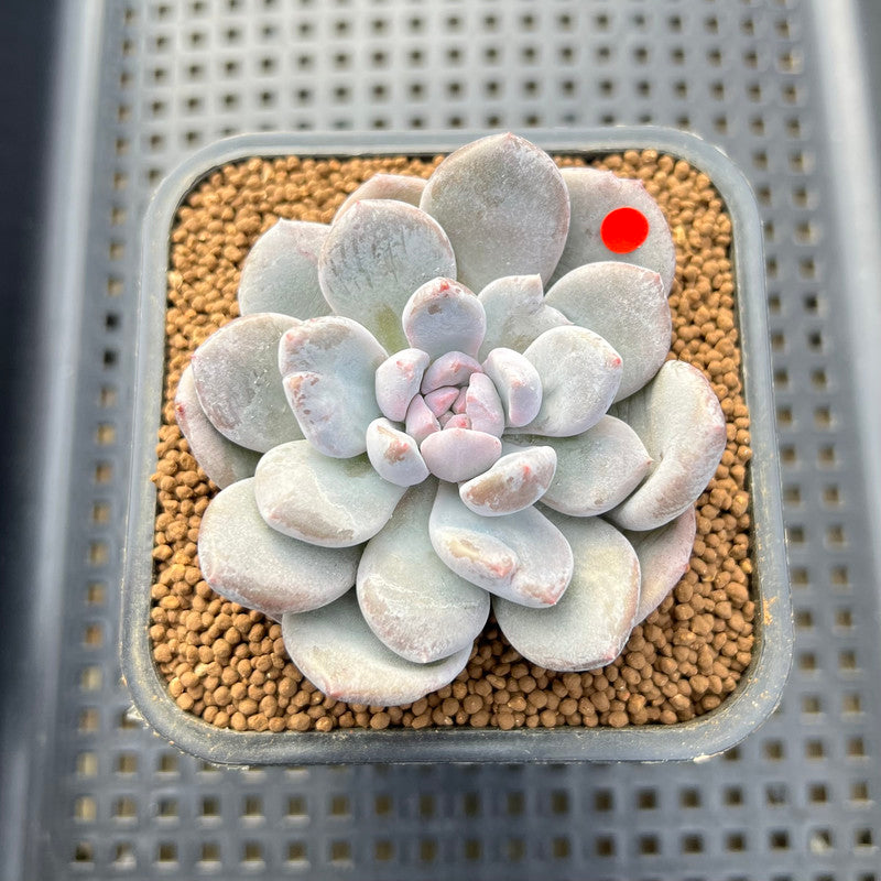mutated succulent Graptoveria 'Highstone' Mutated 2" Succulent Plant Cutting