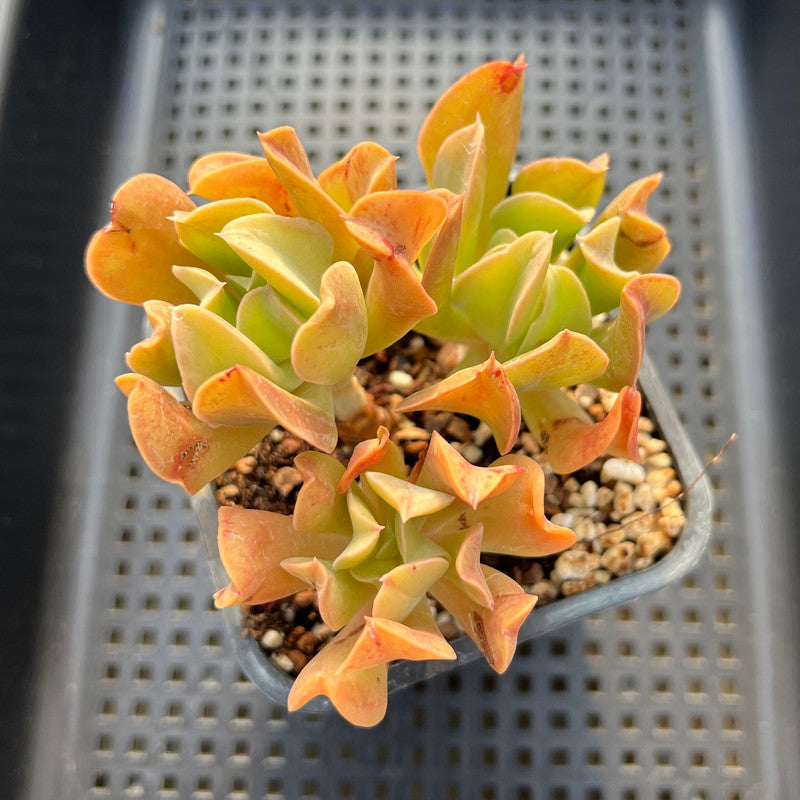black and orange succulent Echeveria 'Black Hawk' 4" Cluster Succulent Plant