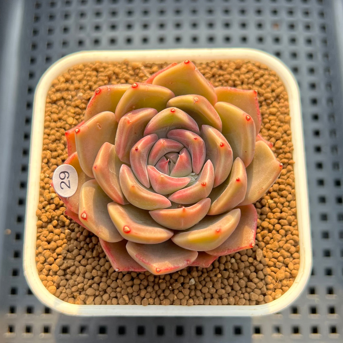 Echeveria 'Pinks' 2" Succulent Plant Cutting