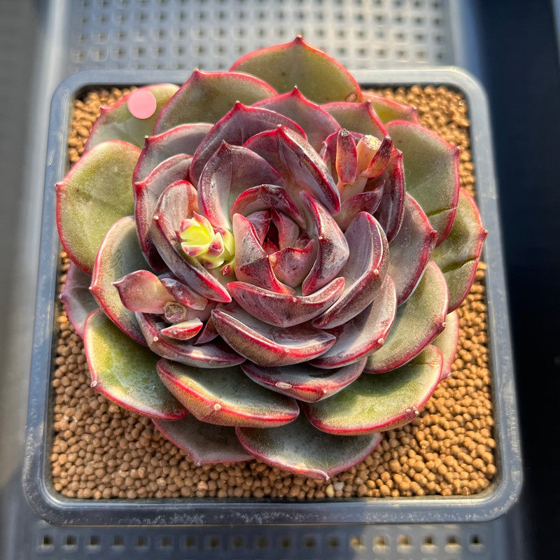 petal leaf succulents Echeveria 'Melodious' Round-Leaf 3" Succulent Plant Cutting