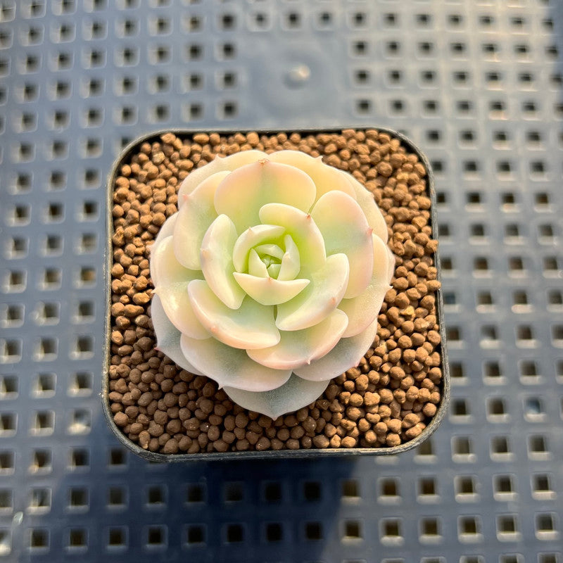 Echeveria 'Glauca' Variegated (Not Runyonii Variegated) 1