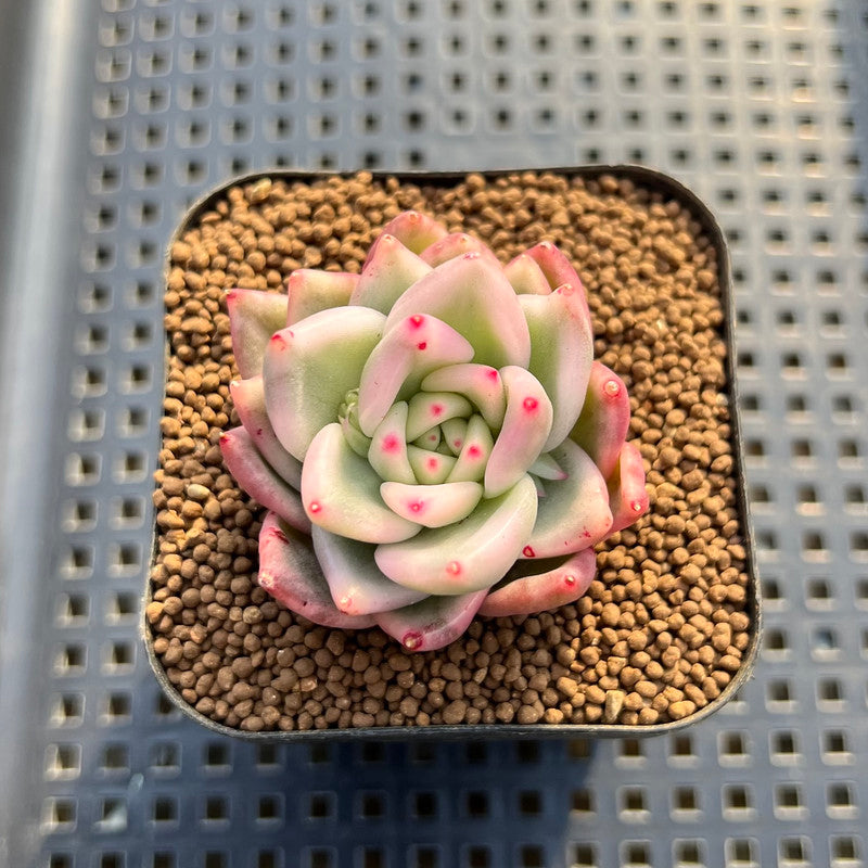 snow white succulent Echeveria Agavoides 'Snow White' Variegated 1" Succulent Plant Cutting