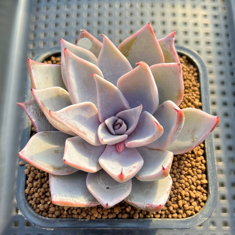 cuspidata succulent Echeveria Cuspidata var. Cuspidata 2" Succulent Plant Cutting