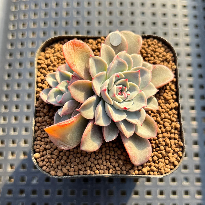 fantastic fountain succulent Echeveria 'Fantastic Fountain' 2” Succulent Plant