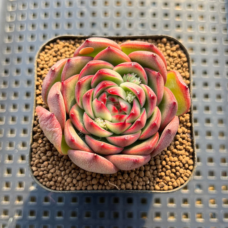 red apple succulent Echeveria 'Red Apple' 2