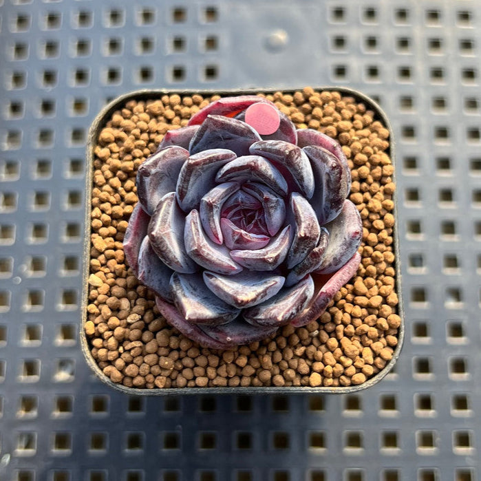 dahlia succulent Echeveria 'Dahlia' 1"-2" New Hybrid Succulent Plant Cutting