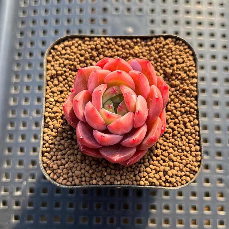 changhee succulent Echeveria 'Colorado' 3" Changhee Hybrid Succulent Plant