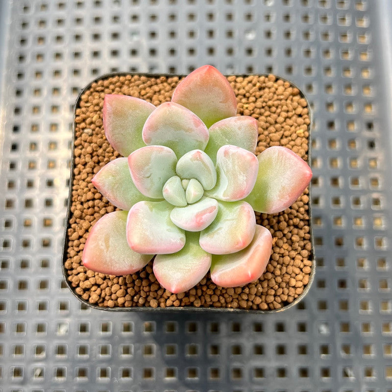 monster succulents Graptoveria 'Bubble Monster' 2