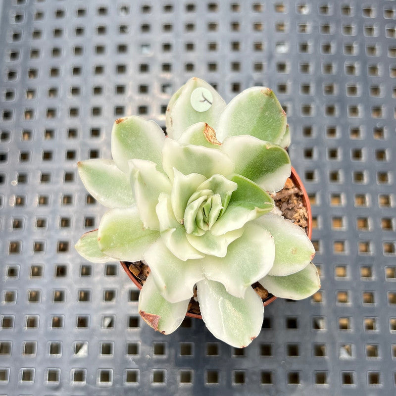 rare white succulent Echeveria 'White Princess' Variegated 1"-2" Succulent Plant
