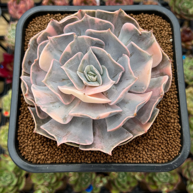 pollux succulent Echeveria 'Pollux' Variegated 4" Succulent Plant Cutting