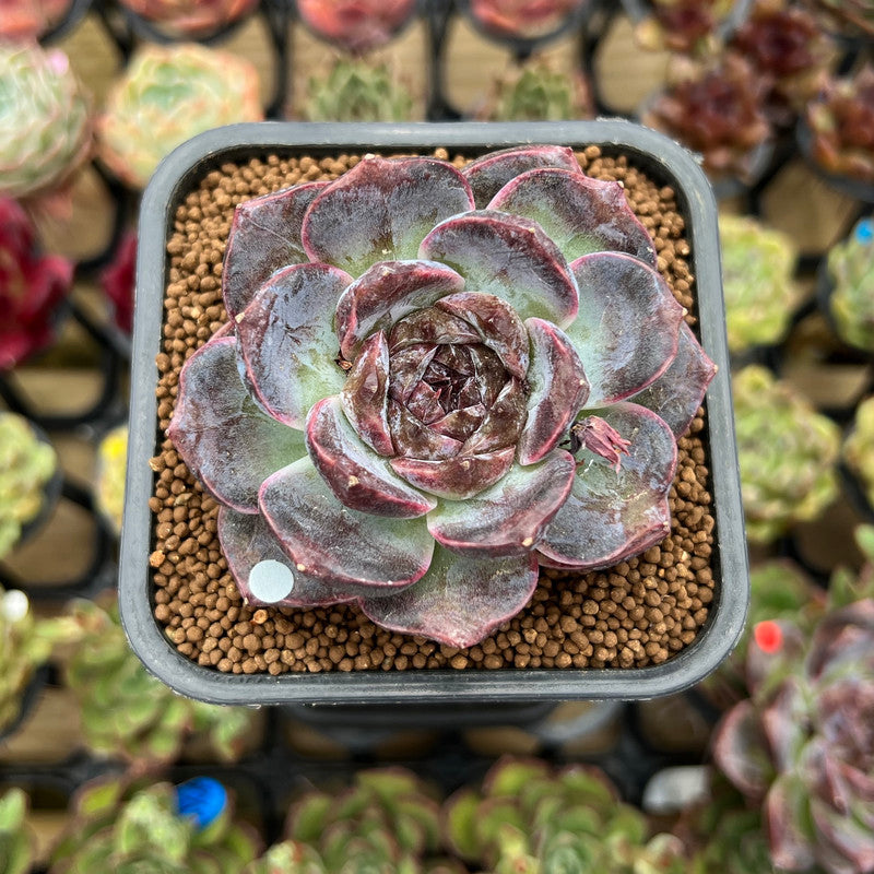 korean rose succulent Echeveria 'White Soul' 2" Succulent Plant Cutting