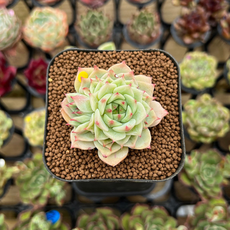 eye succulent Echeveria 'Blue Eye' 1"-2" Succulent Plant Cutting