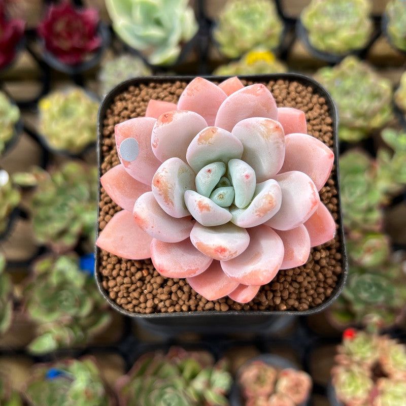 Echeveria 'Miss Jin' 2