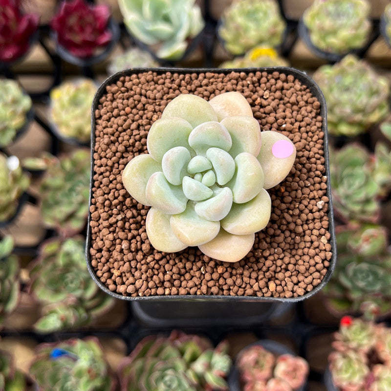 succulent woman Echeveria 'Pretty Woman' 1" Succulent Plant Cutting