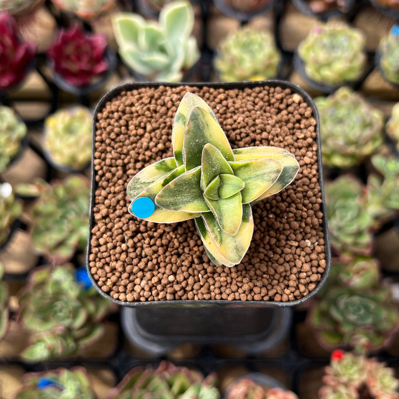 springtime succulent Crassula 'Springtime' Variegated 1" Succulent Plant Cutting